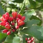 Pittosporum coccineum Fruit