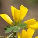 Genista monspessulana Blüte