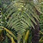 Cyathea excelsa Liść