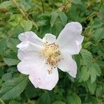 Rosa villosa 花