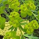 Euphorbia seguieriana 果