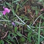 Vicia lathyroides Habit