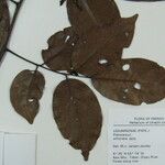 Pterocarpus officinalis Άλλα