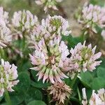 Trifolium hybridum Fleur