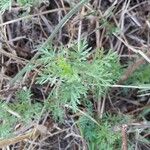 Ambrosia tenuifolia Hoja