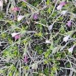 Lithodora hispidula Çiçek