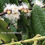 Myrciaria glomerata Flor