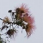 Albizia julibrissinЦветок