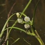 Sparganium angustifolium Blüte