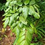 Cnestis polyphylla Leaf