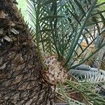 Encephalartos lehmannii Hoja