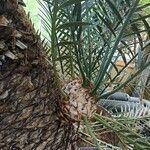 Encephalartos lehmannii ഇല