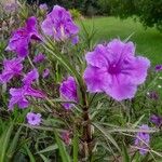 Ruellia angustifolia Kvet