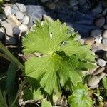 Delphinium elatum Leaf
