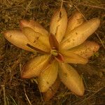 Pinguicula planifolia Flower