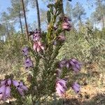 Erica australis Tabia