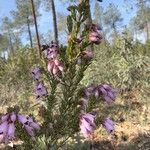 Erica australis Staniste