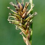 Carex luzulina Φρούτο