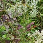 Eupatorium hyssopifolium 叶