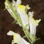 Antirrhinum braun-blanquetii Blomst