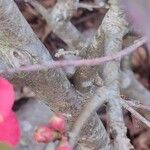 Chaenomeles japonica Kabuk