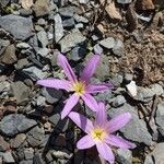 Colchicum filifolium Maua