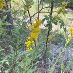 Solidago velutina