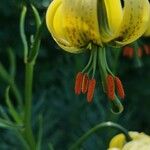 Lilium pyrenaicum Flower