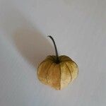 Physalis peruvianaFrutto