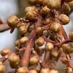 Metasequoia glyptostroboides Květ