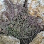 Thymus dolomiticus Leaf