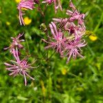 Silene flos-cuculi Flors