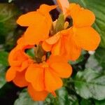 Crossandra infundibuliformis Flower