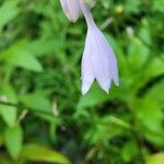 Hosta plantagineaFlor