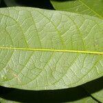 Protium stevensonii Leaf