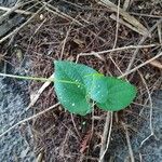 Dioscorea villosa Blatt