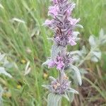 Stachys cretica Blomst