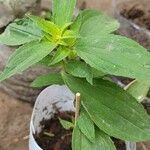 Flaveria trinervia Φύλλο
