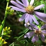 Symphyotrichum oolentangienseফুল