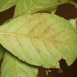 Psychotria cupularis Leaf