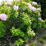 Rhododendron catawbiense عادت