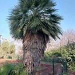 Washingtonia filifera 葉