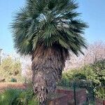 Washingtonia filifera Folha