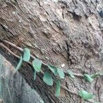 Microgramma vacciniifolia 葉