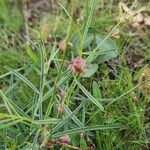 Polygala amboniensis Folha