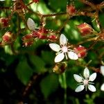 Saxifraga hirsuta Flor