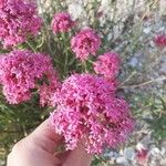 Centranthus lecoqiiFlor