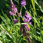 Polygala nicaeensis Цветок