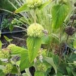 Phlomis fruticosa Blodyn