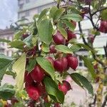 Malus baccataOvoce